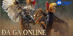Tìm hiểu luật đá gà online tại trang web trực tuyến